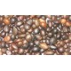 Palm Kernel Seed