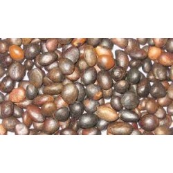 Palm Kernel Seed