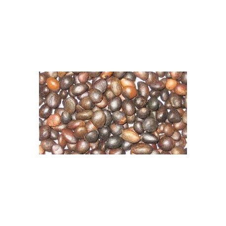 Palm Kernel Seed